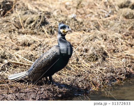 カワウ 31372633