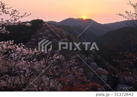 吉野桜からの日の出 31372642