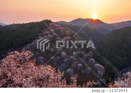 吉野桜からの日の出 31372643