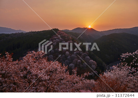 吉野桜からの日の出 31372644