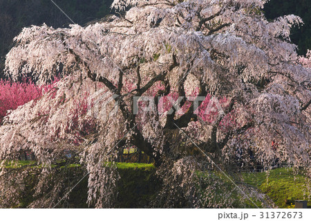 又兵衛桜 31372673