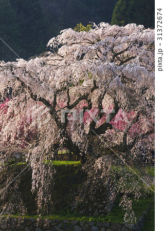 又兵衛桜 31372674