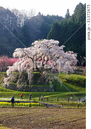 又兵衛桜 31372675