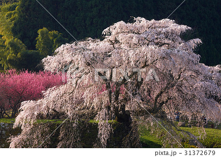 又兵衛桜 31372679
