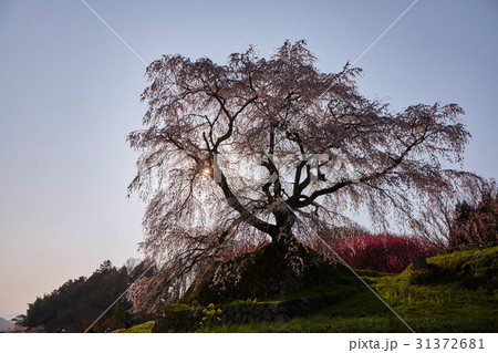 又兵衛桜 31372681