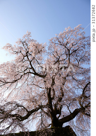 又兵衛桜 31372682