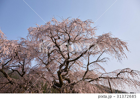 又兵衛桜 31372685