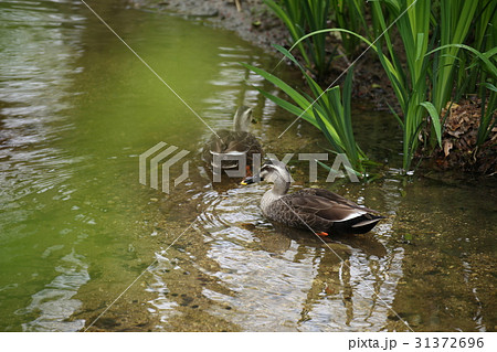 かるがも かるがも 31372696