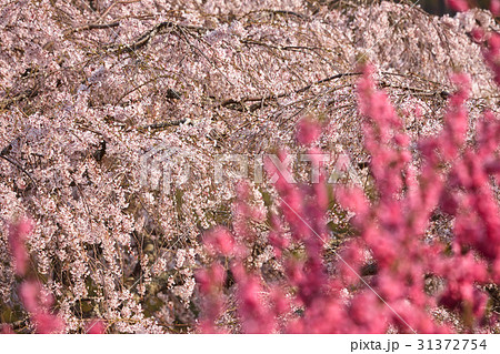 桜と桃の花 桜と桃の花 31372754