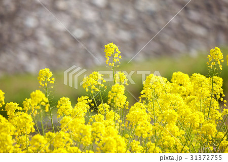 菜の花 菜の花 31372755