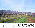 軽川桜堤のこいのぼり 31372979