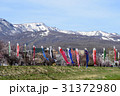 軽川桜堤のこいのぼり 31372980