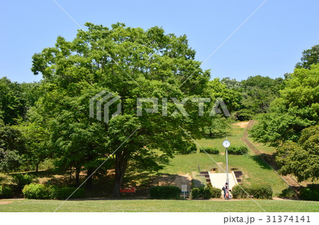 久保山公園の初夏はこんな感じ　八王子市 31374141