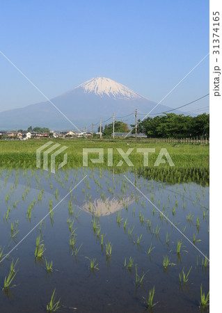 田んぼに映る逆さ富士  御殿場線 31374165