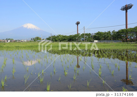 田んぼに映る逆さ富士  御殿場線 31374166