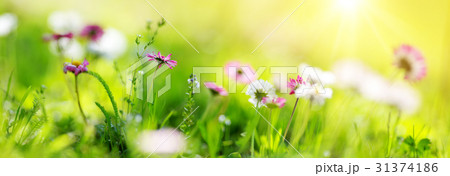 Field with dandelions. Closeup of yellow spring Field with dandelions. Closeup of yellow spring 31374186