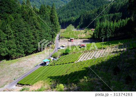 静岡山間部の茶畑 31374263