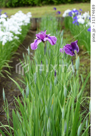 菖蒲12 菖蒲12 31374689
