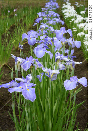 菖蒲30 菖蒲30 31375520