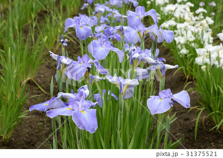 菖蒲31 31375521