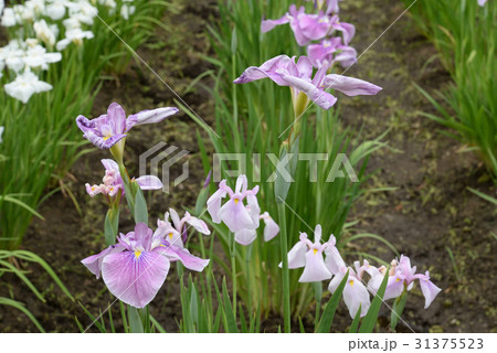 菖蒲33 菖蒲33 31375523