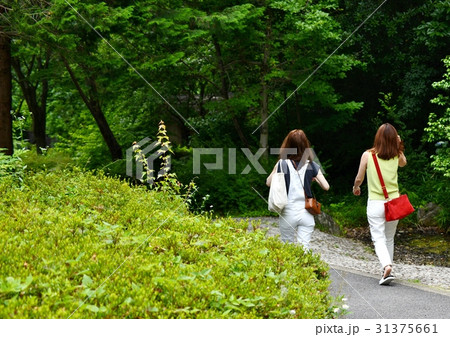 ピクニック 31375661