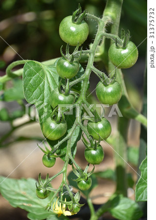 成長中のトマト 成長中のトマト 31375732