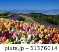 あわじ花さじき・遠く瀬戸大橋を臨む 31376014