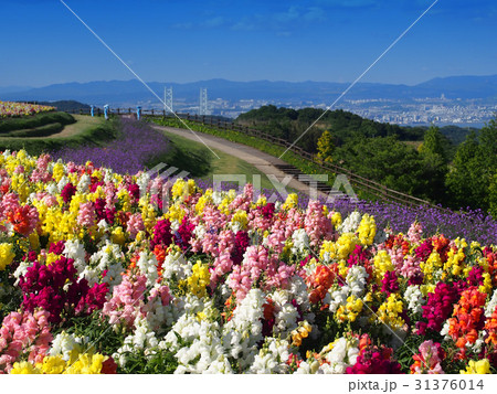 あわじ花さじき・遠く瀬戸大橋を臨む あわじ花さじき・遠く瀬戸大橋を臨む 31376014