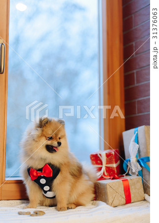 The portrait of the German Spitz in modern pet The portrait of the German Spitz in modern pet 31376063