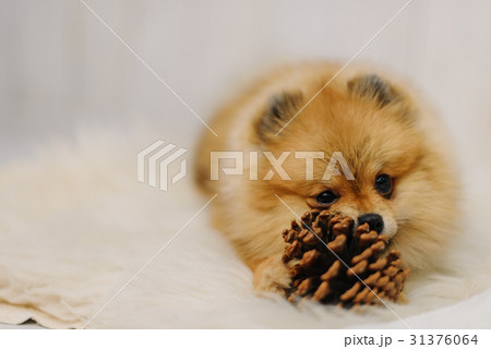 Lovely Snitz is hiding behind the small cone on Lovely Snitz is hiding behind the small cone on 31376064