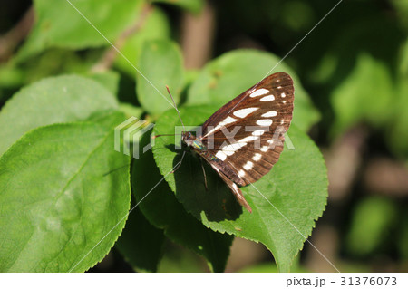 葉の上のコミズジ 葉の上のコミズジ 31376073