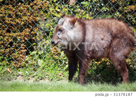 ニホンカモシカ 31376187