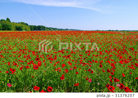 赤いポピー畑と青い空　荒川河川敷　広角パンフォーカス 31376207