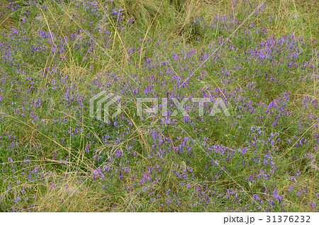 浅川の初夏はこんな感じ　八王子市　 31376232