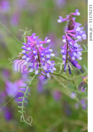 浅川の初夏はこんな感じ　八王子市　 31376235