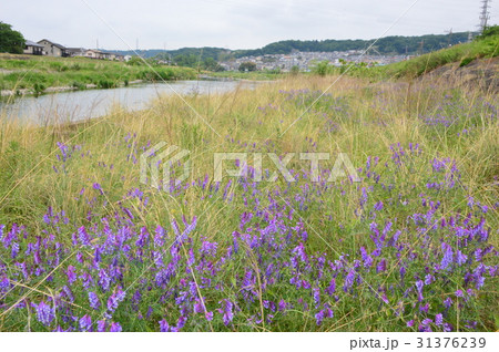 浅川の初夏はこんな感じ　八王子市　 31376239