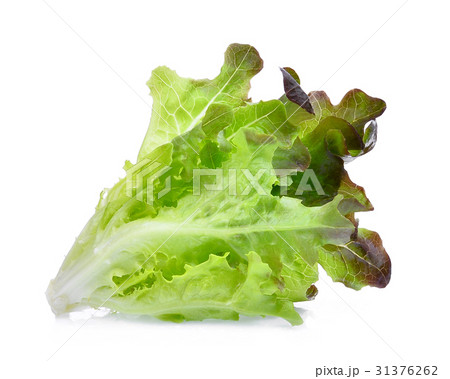 red oak lettuce isolated on white background 31376262