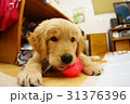 ゴールデンレトリバー 31376396