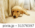 ゴールデンレトリバー 31376397