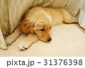 ゴールデンレトリバー 31376398