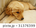 ゴールデンレトリバー 31376399