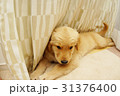 ゴールデンレトリバー 31376400