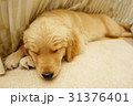 ゴールデンレトリバー 31376401