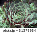 サボテン（センペルビウム ブルーボーイ） 31376934