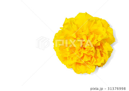 Yellow Cotton Tree flower Yellow Cotton Tree flower 31376998