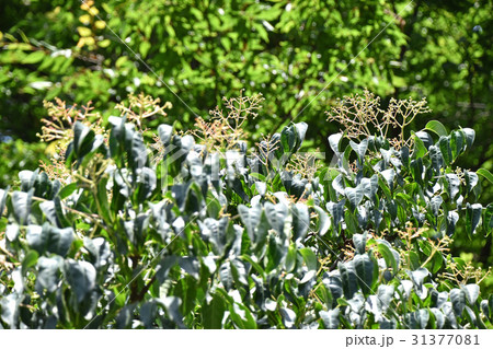 ゴンズイの小さな緑の実 31377081