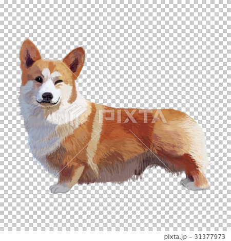 Corgi wink Corgi wink 31377973