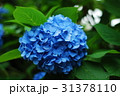 青色の鮮やかなあじさい 31378110
