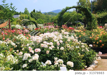 五月のバラ園 五月のバラ園 31378983